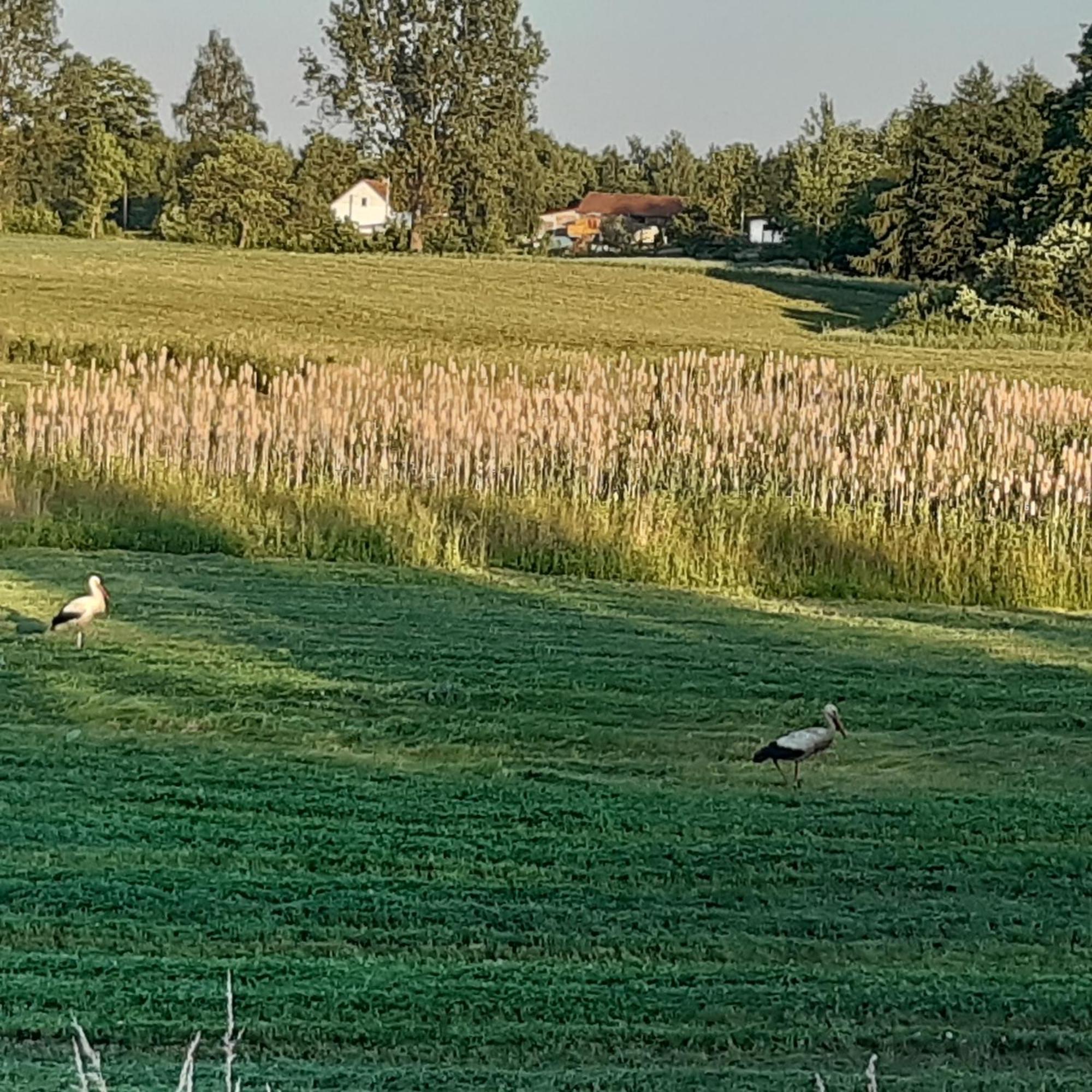 Domek W Kwiatach Zyndaki Buitenkant foto